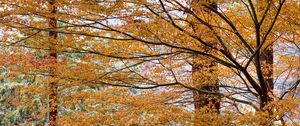 Preview wallpaper trees, leaves, autumn, nature, landscape