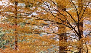 Preview wallpaper trees, leaves, autumn, nature, landscape