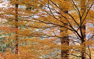 Preview wallpaper trees, leaves, autumn, nature, landscape