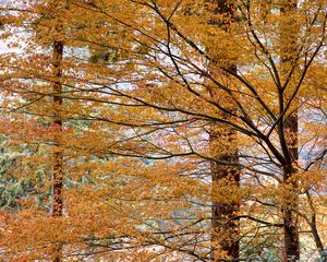 Preview wallpaper trees, leaves, autumn, nature, landscape