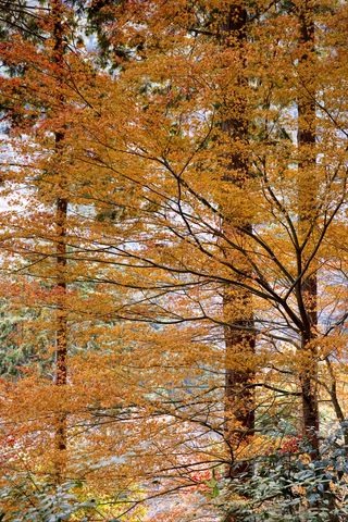320x480 Wallpaper trees, leaves, autumn, nature, landscape