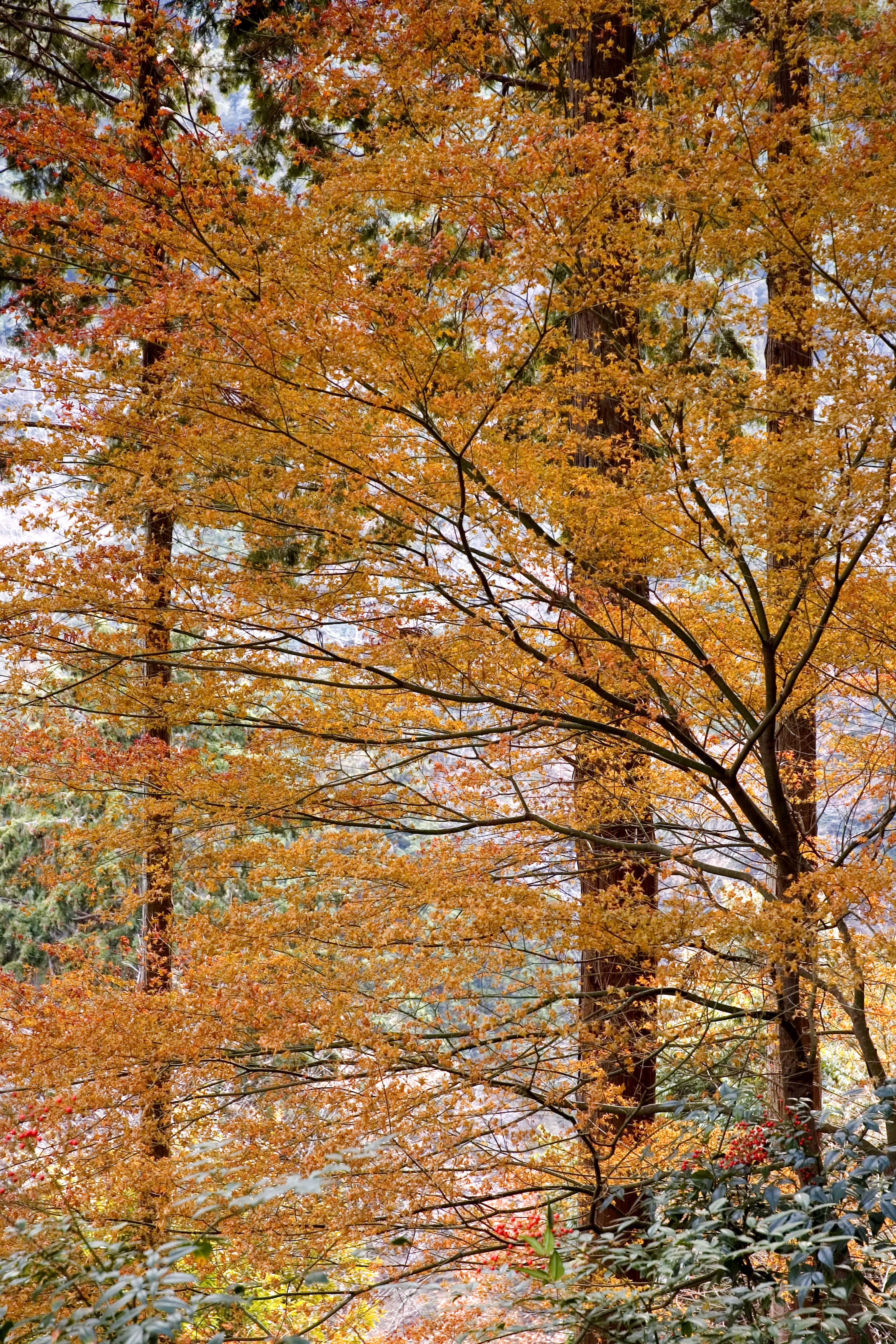 3542x5314 Wallpaper trees, leaves, autumn, nature, landscape