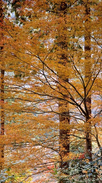 360x640 Wallpaper trees, leaves, autumn, nature, landscape