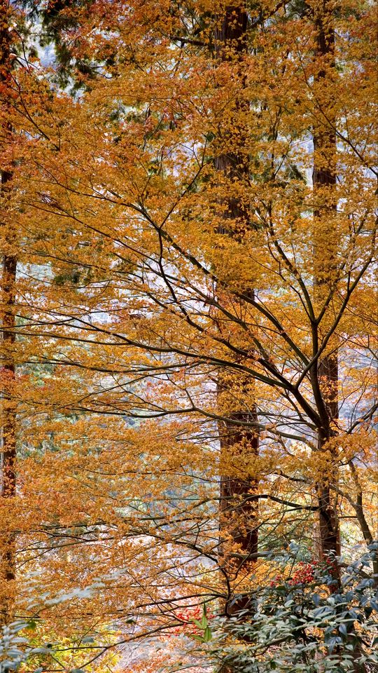 540x960 Wallpaper trees, leaves, autumn, nature, landscape