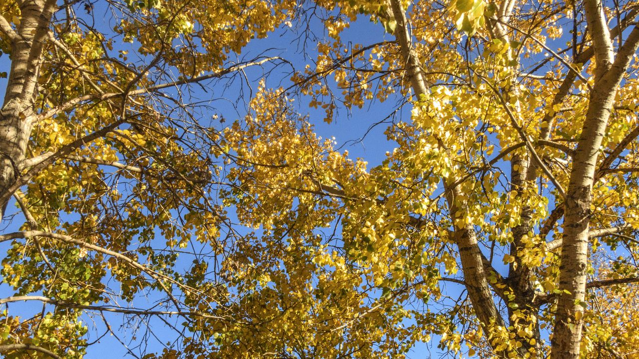 Wallpaper trees, leaves, autumn, yellow
