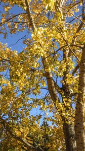 Preview wallpaper trees, leaves, autumn, yellow