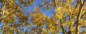Preview wallpaper trees, leaves, autumn, yellow