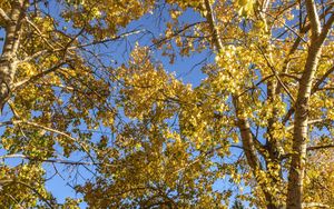 Preview wallpaper trees, leaves, autumn, yellow