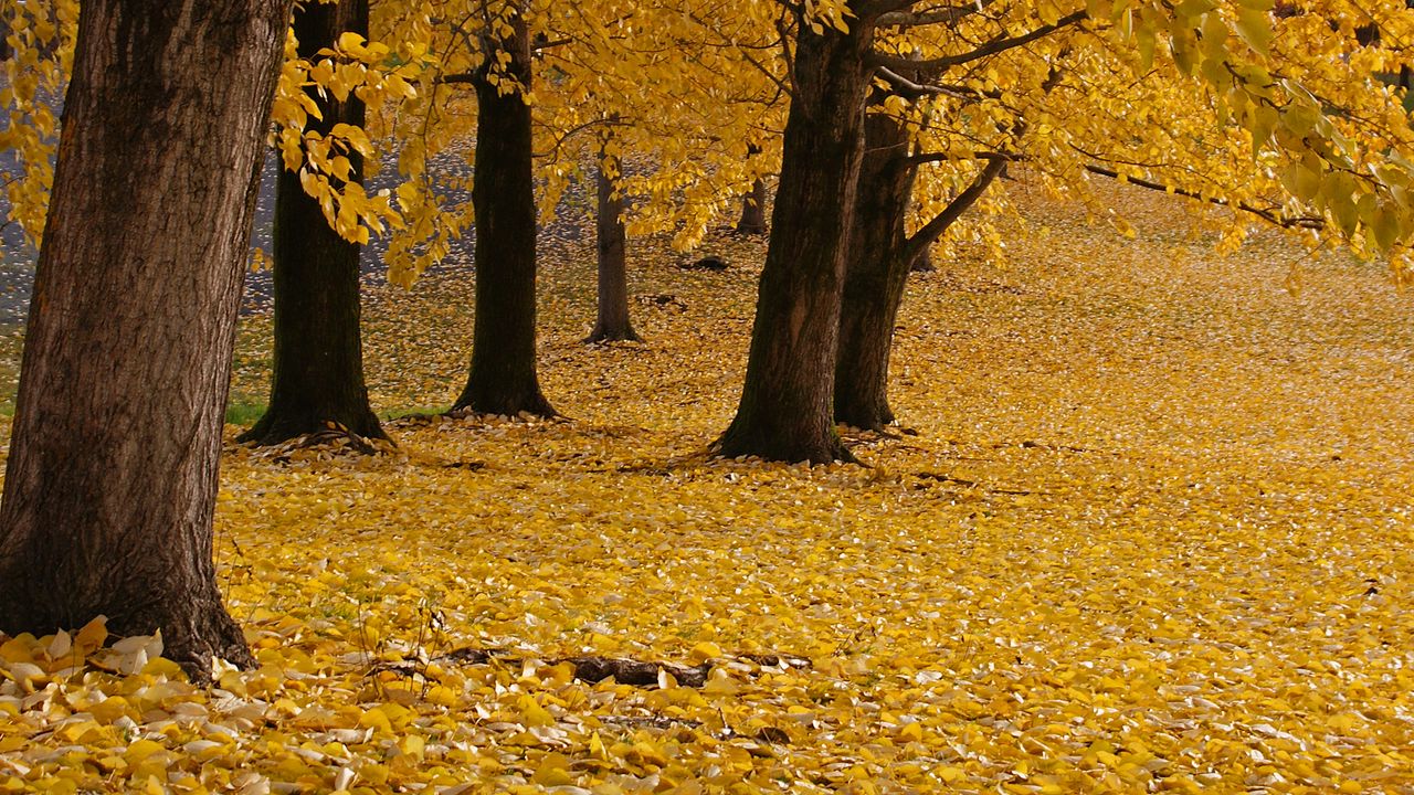 Wallpaper trees, leaves, autumn, yellow, trunks