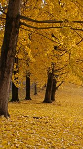 Preview wallpaper trees, leaves, autumn, yellow, trunks