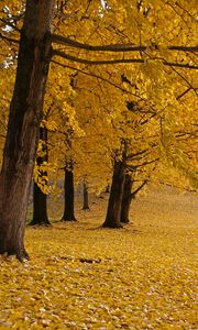 Preview wallpaper trees, leaves, autumn, yellow, trunks