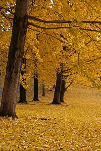 Preview wallpaper trees, leaves, autumn, yellow, trunks