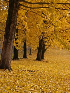 Preview wallpaper trees, leaves, autumn, yellow, trunks
