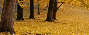 Preview wallpaper trees, leaves, autumn, yellow, trunks