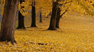 Preview wallpaper trees, leaves, autumn, yellow, trunks