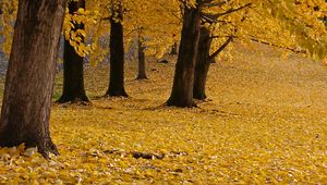 Preview wallpaper trees, leaves, autumn, yellow, trunks