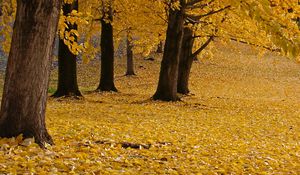Preview wallpaper trees, leaves, autumn, yellow, trunks
