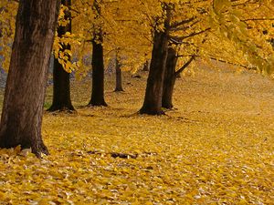 Preview wallpaper trees, leaves, autumn, yellow, trunks
