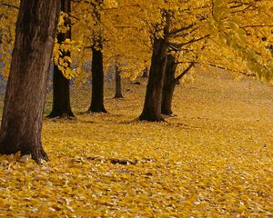 Preview wallpaper trees, leaves, autumn, yellow, trunks
