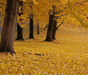 Preview wallpaper trees, leaves, autumn, yellow, trunks