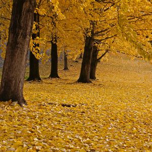 Preview wallpaper trees, leaves, autumn, yellow, trunks