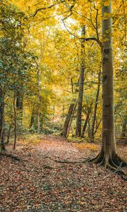 Preview wallpaper trees, leaves, autumn, forest