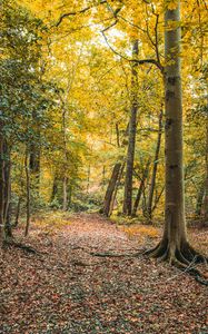 Preview wallpaper trees, leaves, autumn, forest