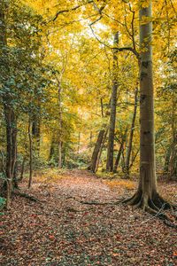 Preview wallpaper trees, leaves, autumn, forest