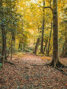Preview wallpaper trees, leaves, autumn, forest