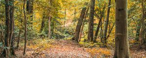 Preview wallpaper trees, leaves, autumn, forest