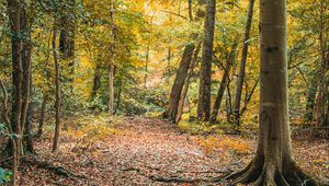 Preview wallpaper trees, leaves, autumn, forest