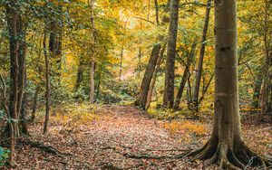 Preview wallpaper trees, leaves, autumn, forest