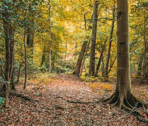 Preview wallpaper trees, leaves, autumn, forest