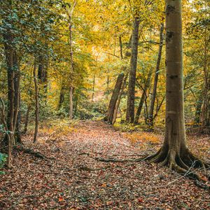 Preview wallpaper trees, leaves, autumn, forest