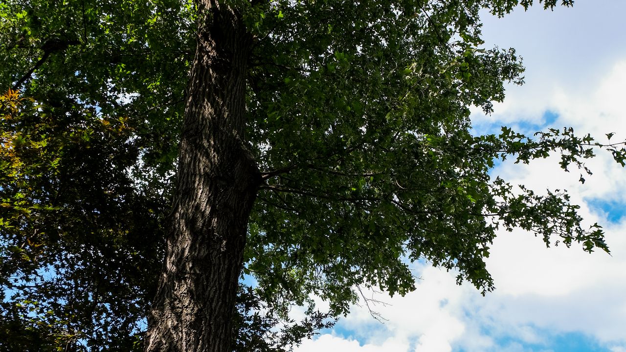 Wallpaper trees, leaves, branches, sky, landscape