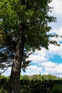 Preview wallpaper trees, leaves, branches, sky, landscape