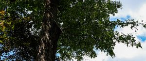 Preview wallpaper trees, leaves, branches, sky, landscape