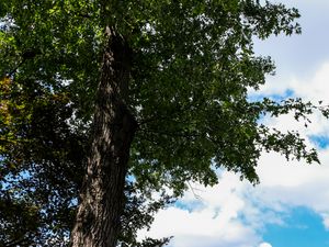 Preview wallpaper trees, leaves, branches, sky, landscape