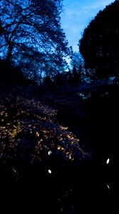 Preview wallpaper trees, leaves, dark, lights