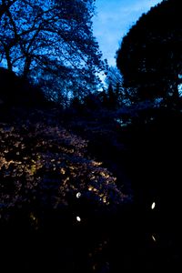 Preview wallpaper trees, leaves, dark, lights