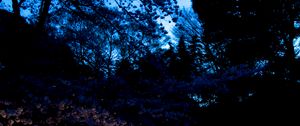 Preview wallpaper trees, leaves, dark, lights