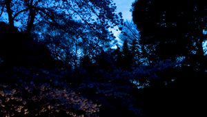 Preview wallpaper trees, leaves, dark, lights