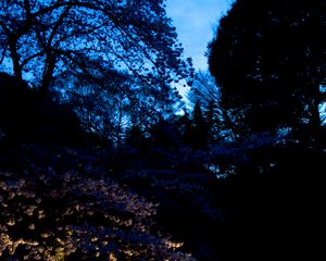 Preview wallpaper trees, leaves, dark, lights