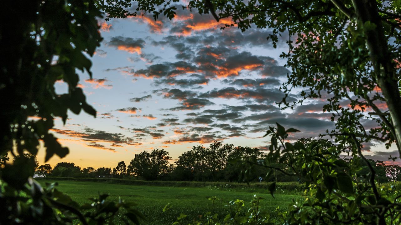 Wallpaper trees, leaves, field, twilight, landscape