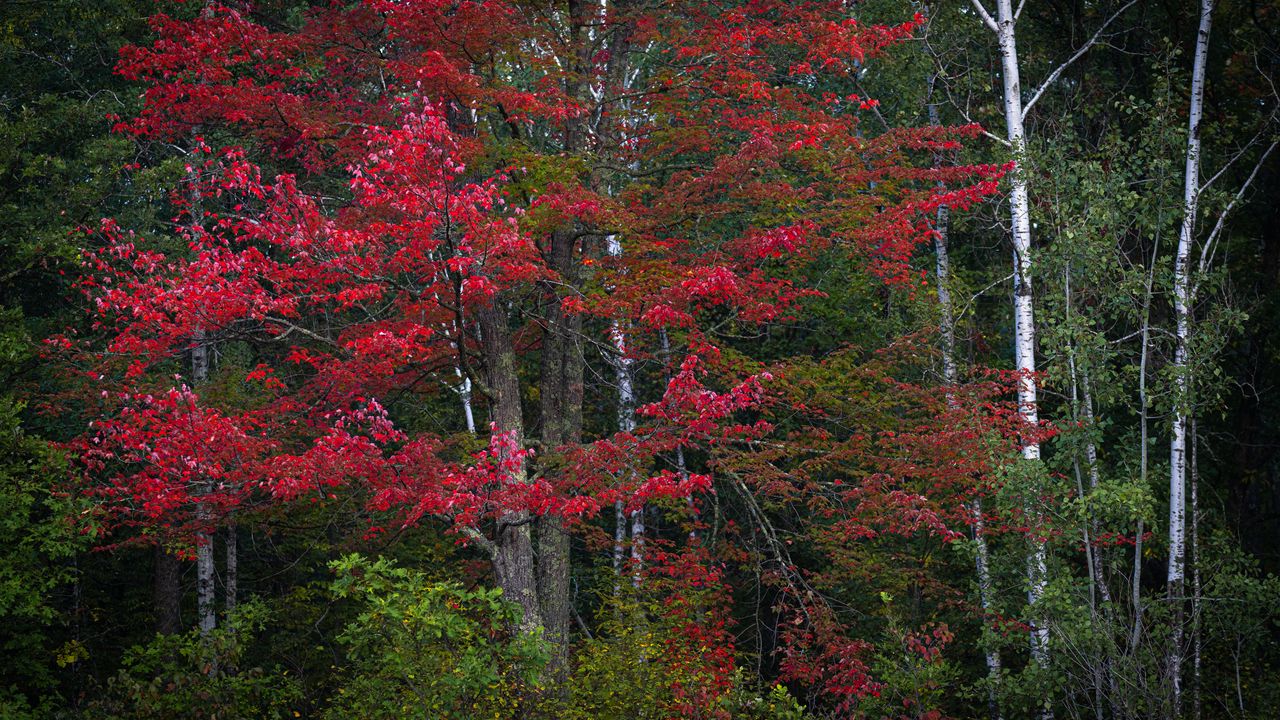 Wallpaper trees, leaves, forest, autumn, nature, landscape
