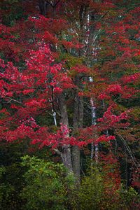 Preview wallpaper trees, leaves, forest, autumn, nature, landscape