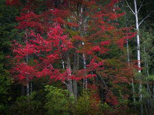 Preview wallpaper trees, leaves, forest, autumn, nature, landscape
