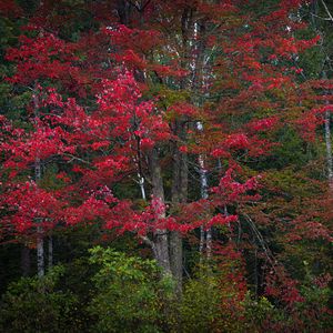Preview wallpaper trees, leaves, forest, autumn, nature, landscape