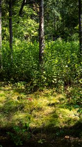 Preview wallpaper trees, leaves, forest, grass, nature