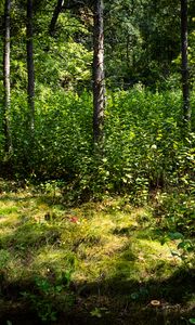 Preview wallpaper trees, leaves, forest, grass, nature
